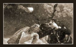 Dive Buddy - Shot at Sharks Cove, North Shore Hawaii, Oah... by Glenn Poulain 